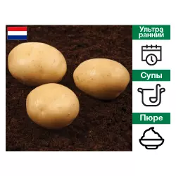 Картопля насіннева Орла Голандія