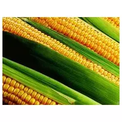 Насіння кукурузи "Ширина" Угорщина
