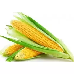 Семена кукурузы " Бурштин" Украина