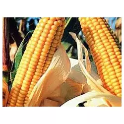 Гибрид кукурузы Афина-Н ФАО 320