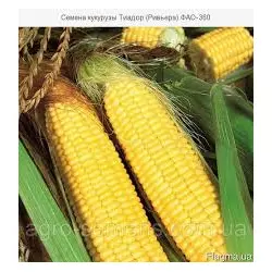 Гибрид кукурузы Тиадор ФАО-360