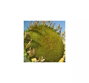 Семена подсолнечника СВОРД ИР F1 Семена подсолнечника СВОРД ИР F1