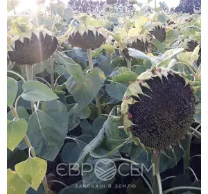 Семена подсолнечника Сумо Ново A-F+(под Гранстар) оптимум Семена подсолнечника Сумо Ново A-F+(под Гранстар) оптимум