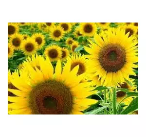 Семена подсолнуха Тунка Лимагрейн Семена подсолнуха Тунка Лимагрейн