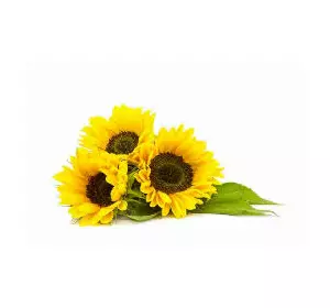 Семена Подсолнечника под евролайтинг Меркурий ІМІ Семена Подсолнечника под евролайтинг Меркурий ІМІ