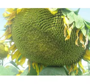 Семена подсолнечника Авалон 7+ NS AVALON оптимум Семена подсолнечника Авалон 7+ NS AVALON оптимум