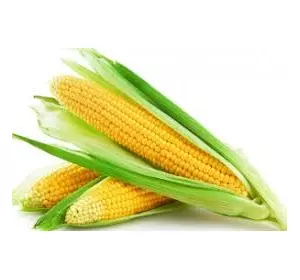 Семена кукурузы " Бурштин" Украина