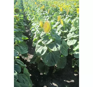 Семена подсолнечника под евролайтинг Прими Семена подсолнечника под евролайтинг Прими