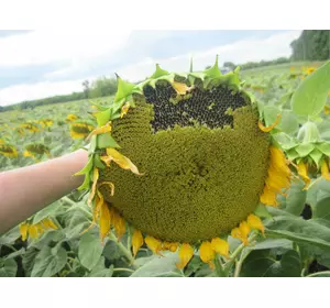 Семена подсолнечника под евролайтинг РИМИСОЛ Семена подсолнечника под евролайтинг РИМИСОЛ