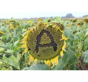 Семена подсолнечника Антей+ под 50гр гранстар Семена подсолнечника Антей+ под 50гр гранстар