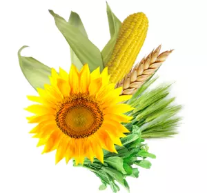 Семена подсолнуха Златсон Семена подсолнуха Златсон