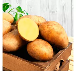 Насіннева картопля Елєктра (1 репр Голандія) від 20 кг