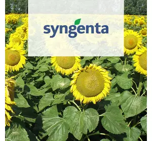 Семена подсолнечник Syngenta НК Рокi СИ Ласкала СИ Эстрада Босфора Санай** Сумико**СИ Купава НК Брiо Алего** НК Кондi Нк Неома** СИ Експерто** Семена подсолнечник Syngenta НК Рокi СИ Ласкала СИ Эстрада Босфора Санай** Сумико**СИ Купава НК Брiо Алего** НК Кондi Нк Неома** СИ Експерто**