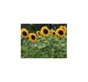 Семена подсолнечника Устойчив к заразихе 7+ под гранстар НС-Х-496 Семена подсолнечника Устойчив к заразихе 7+ под гранстар НС-Х-496