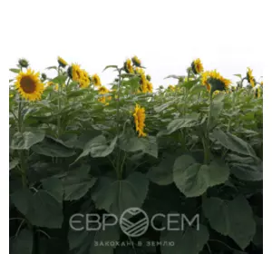 Семена подсолнечника Тор 7+ Сумо (NS 7749) Семена подсолнечника Тор 7+ Сумо (NS 7749)