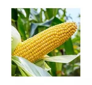 Гибрид кукурузы "Симона"ФАО 360