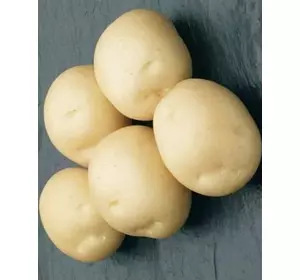 Насіннева картопля Елєктра Голандія