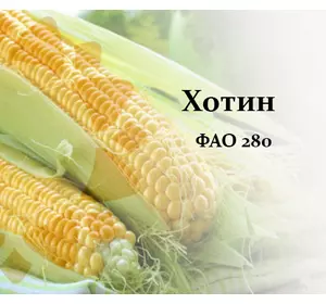 Насіння кукурудзи Хотин Насіння кукурудзи Хотин