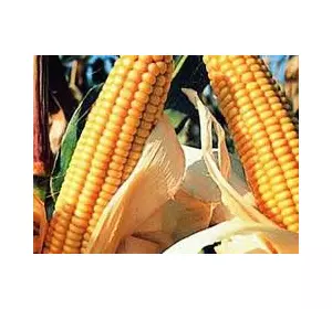 Гибрид кукурузы Афина-Н ФАО 320