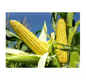 Гибрид кукурузы "Марсель-Н" ФАО 350