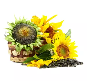 Подсолнечник под евролайтинг Одиссей ІМІ Подсолнечник под евролайтинг Одиссей ІМІ