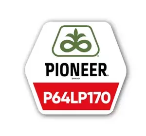 Насіння гібриду соняшника P64LP170 LMG Насіння гібриду соняшника P64LP170 LMG