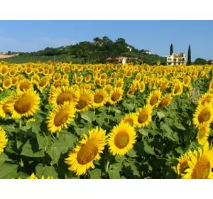 Семена подсолнечника Устойчив к заразихе 7+ Кнез NS КНЕЗ Семена подсолнечника Устойчив к заразихе 7+ Кнез NS КНЕЗ