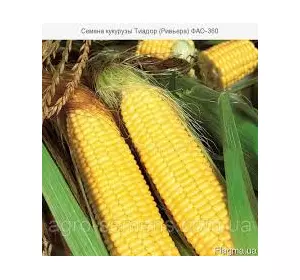 Гибрид кукурузы Тиадор ФАО-360