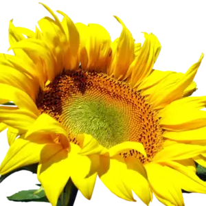 Насіння зернових та масляничних культур Насіння зернових та масляничних культур