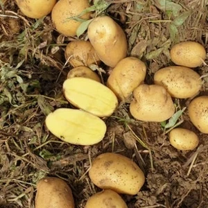 Картопля насіннева Картопля насіннева