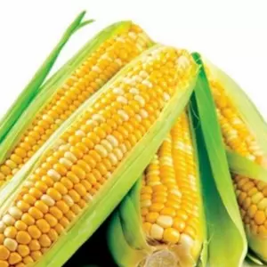 Семена Кукурузы Семена Кукурузы