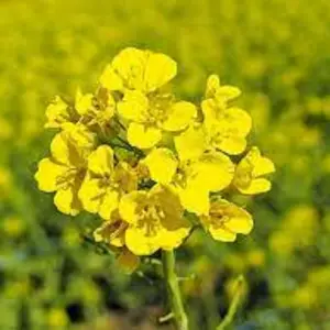Насіння ріпаку Насіння ріпаку