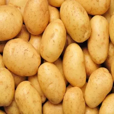 Насіннева Картопля рив’єра 1 репр Голандія