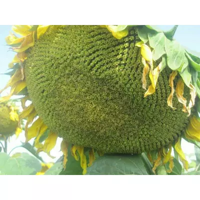 Семена подсолнечника Авалон 7+ NS AVALON оптимум