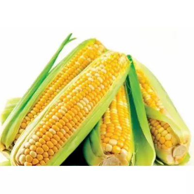 Семена кукурузы украинские гибриды Кредит, Даниил, Любава, Солонянский, Кадр, Розовский, Элегия, Шаланда