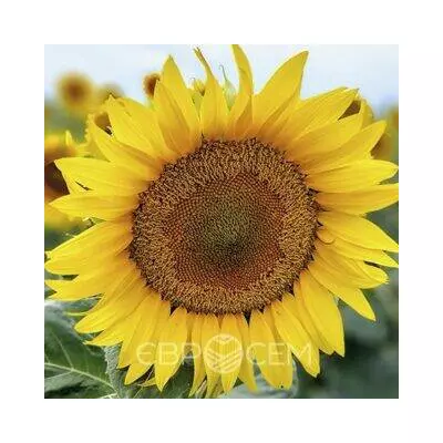 Насіння соняшника Тор СУМО