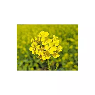 Насіння ріпаку Сіріус (2020) - (1 п.о)