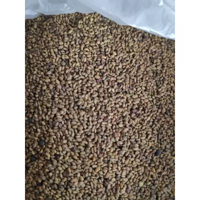 Насіння Люцерни (25кг) - (25 кг)