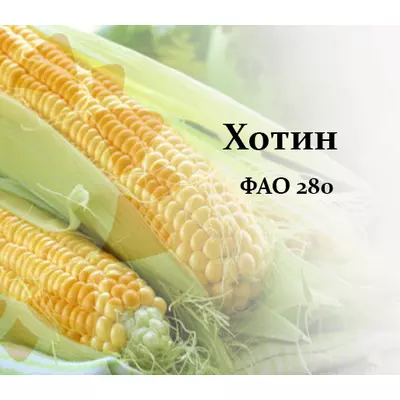 Насіння кукурудзи Хотин